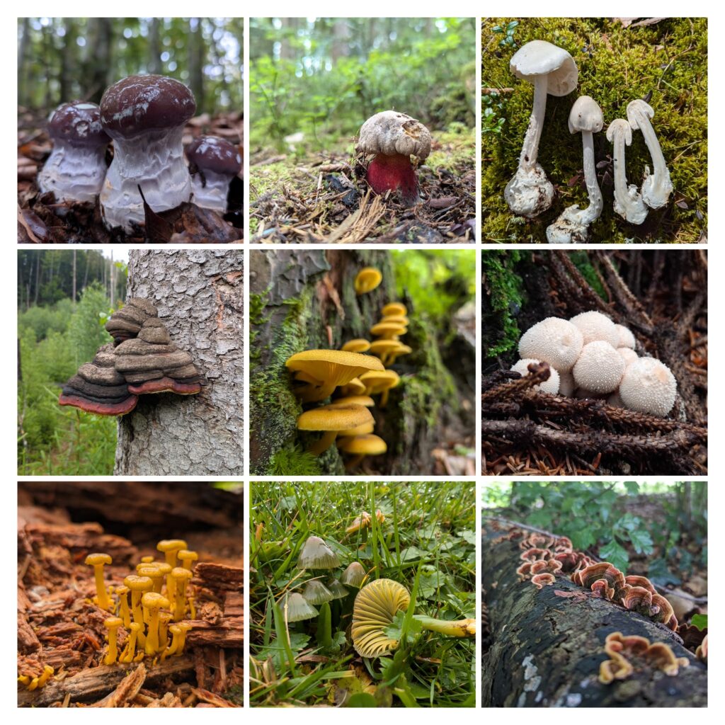 Collage verschiedener Pilzarten und Pilzformen aus dem Wald